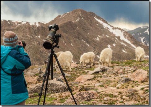 Mountain goats & photographer