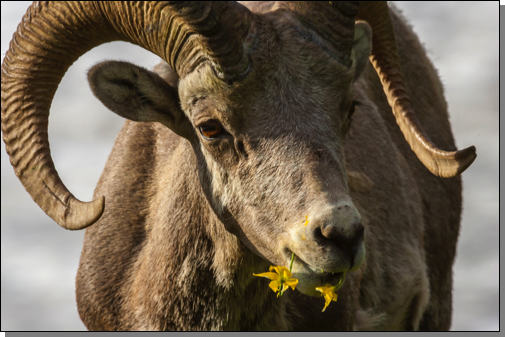 Bighorn sheep ram eating glacier lilies
